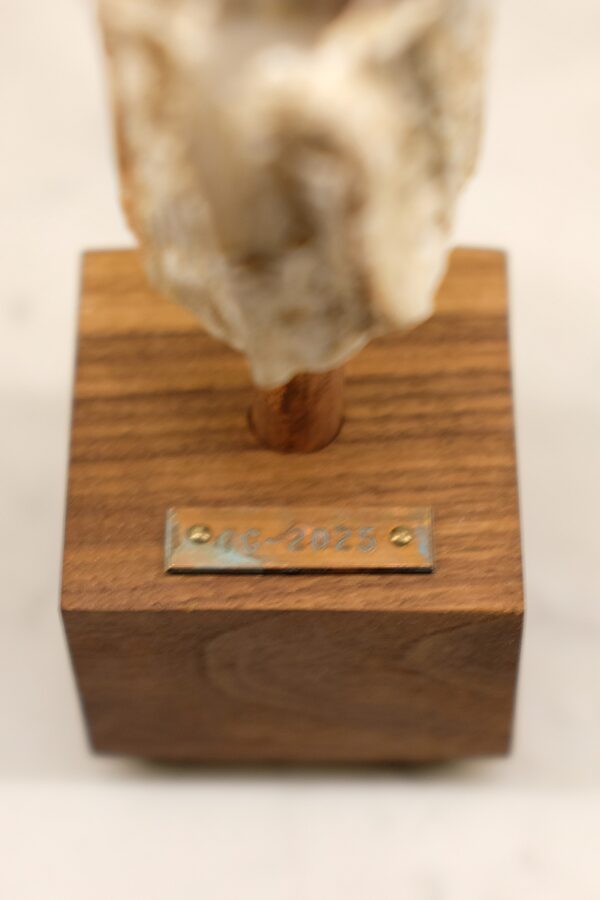 Desert 003 - Image 7